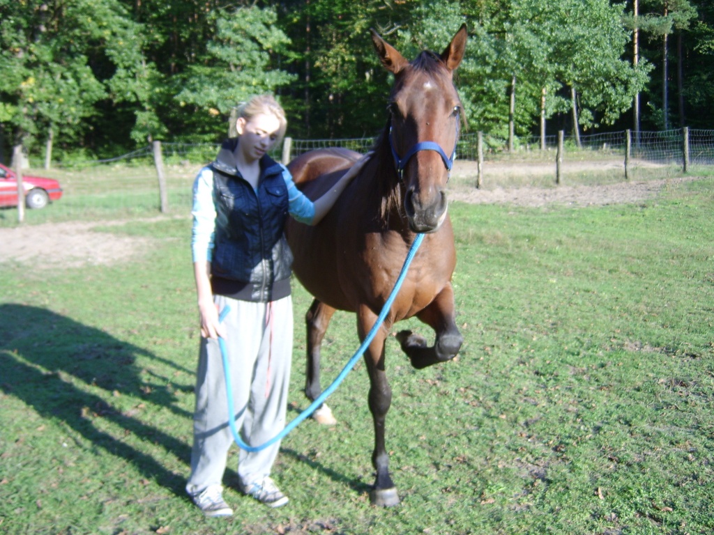 Engl.Vollblutstute - Pferde - Fürstenwalde Spree