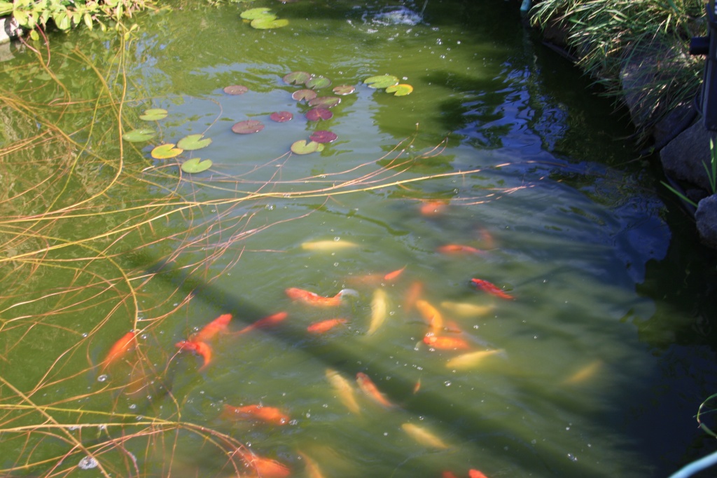 Fische Kleinanzeigen Fische Annoncen Fische Inserate Fische