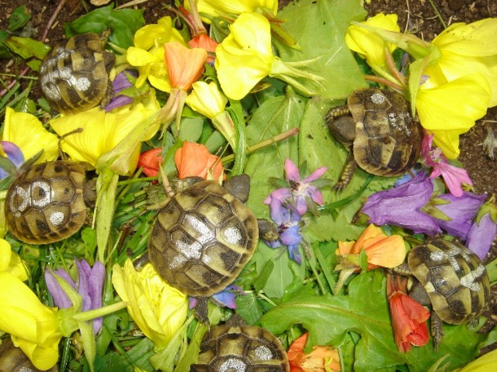 Griechische Landschildkrötenbabys abzugeben (Großraum Nürnberg) - Reptilien - Großhabersdorf