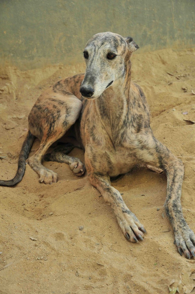 Flugpaten für Galgo-Rüde Eulalio aus der Perrera Villamartin von Malaga, Jerez o - Flugpaten - Berlin