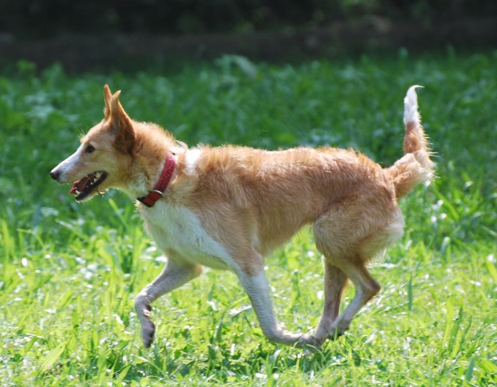 Liebe Mischlingshündin, 2 J., kastriert - Hunde - Gersthofen