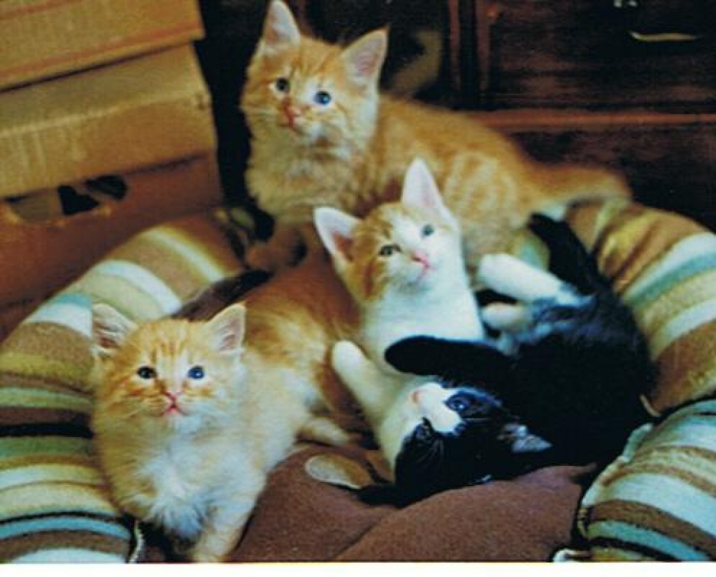 5 Struwwel-Kätzchen suchen Garten mit Haus - Katzen - Obergriesbach