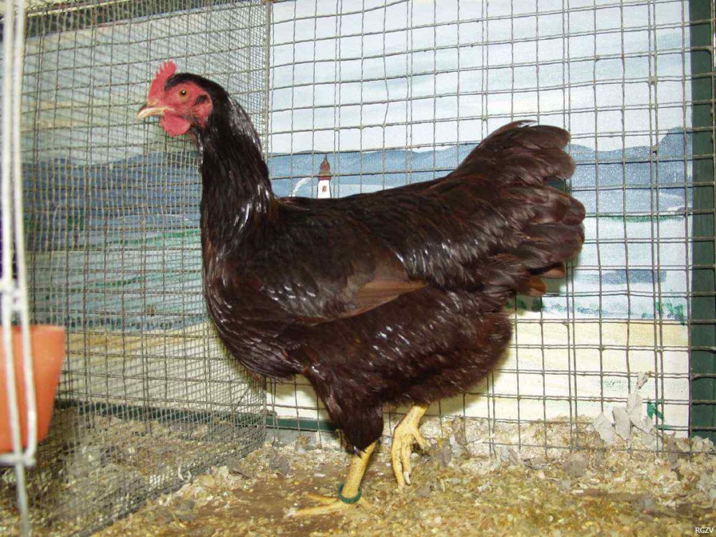Rhodeländer zu verkaufen,mit Jugendringen von 2021 - Nutztiere - Barntrup