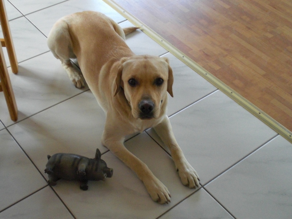Labrador Rüde, kastriert und geimpft - Hunde - Glinde