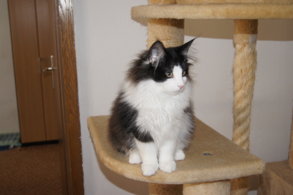 Neues zu Hause gesucht - Katzen - Schierling