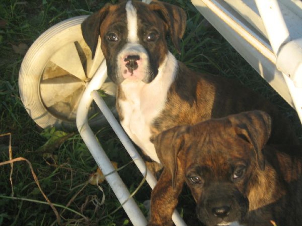 Boxerwelpen - Hunde - Görlitz