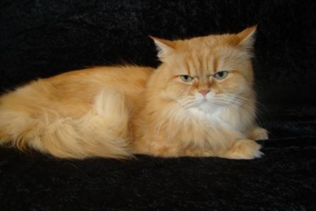 Wunderschöner reinrassiger roter Perserkater mit Näschen - Katzen - Schwieberdingen
