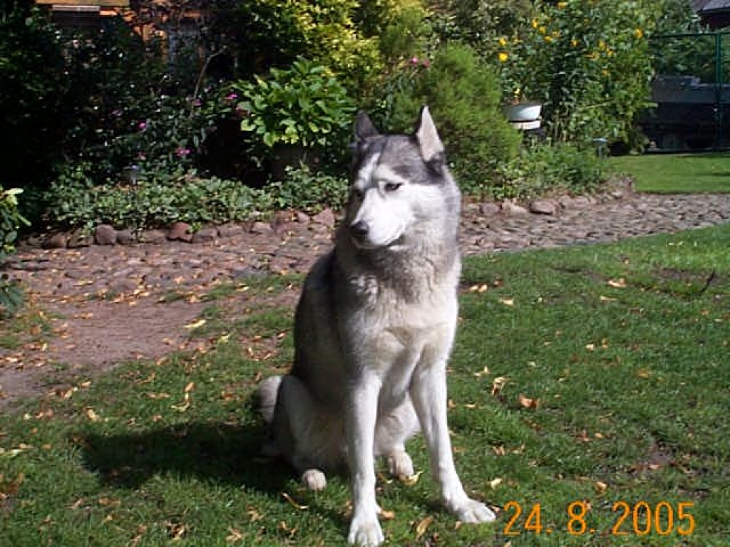 Ich suche..... - Hunde - Wuppertal