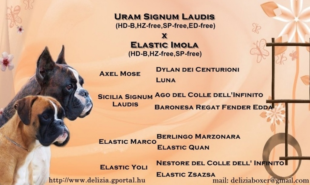 3 wunderschönen Boxerwelpen zu verkaufen! - Hunde - Kapuv r