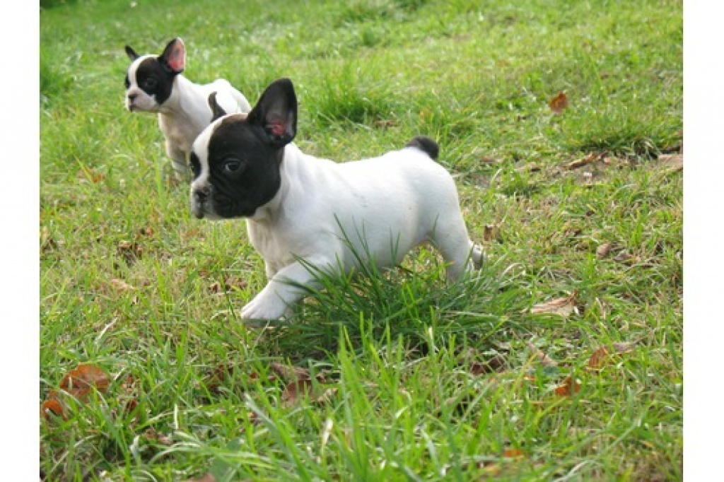 Französische Bulldoggen zu verkaufen - Hunde - Stuttgart