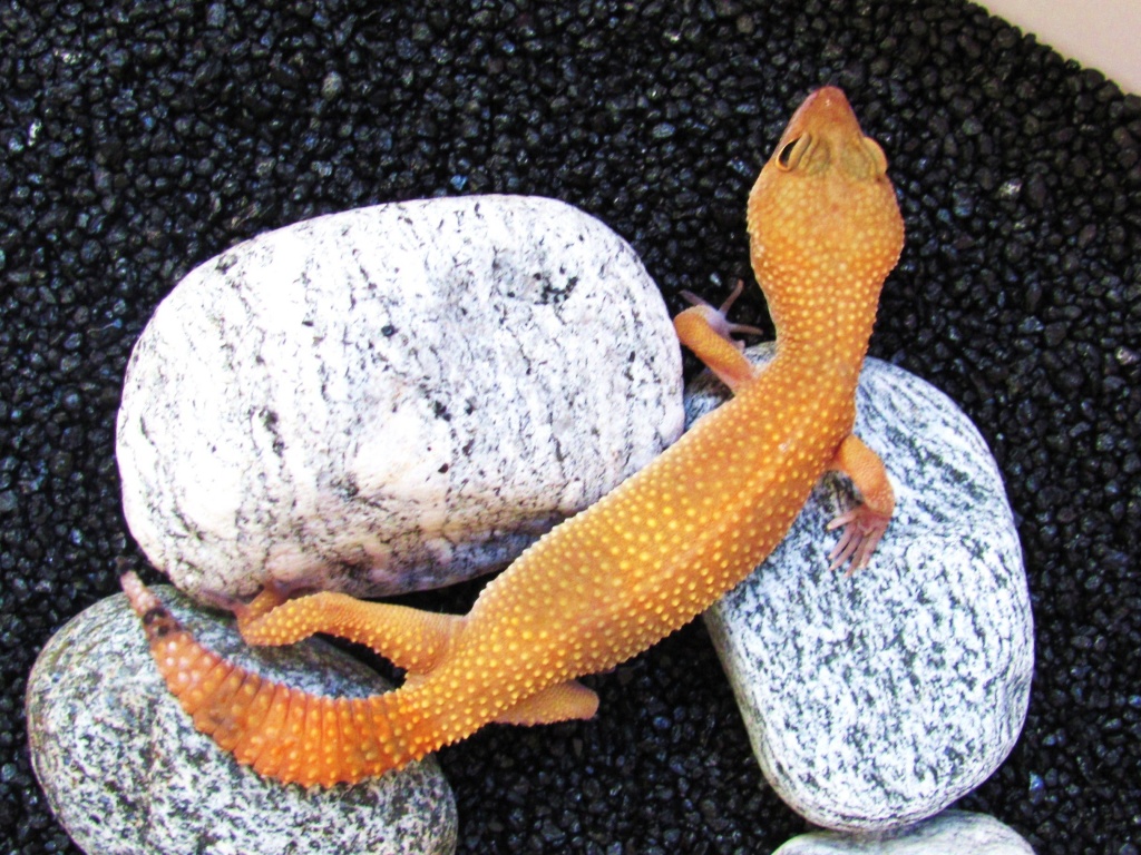 Verschieden Farbformen Leopardgeckos - Reptilien - Leinsweiler