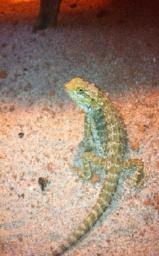 Männl.Bartagame, 2J., Farbzucht Citrus Hypo - Reptilien - Plettenberg