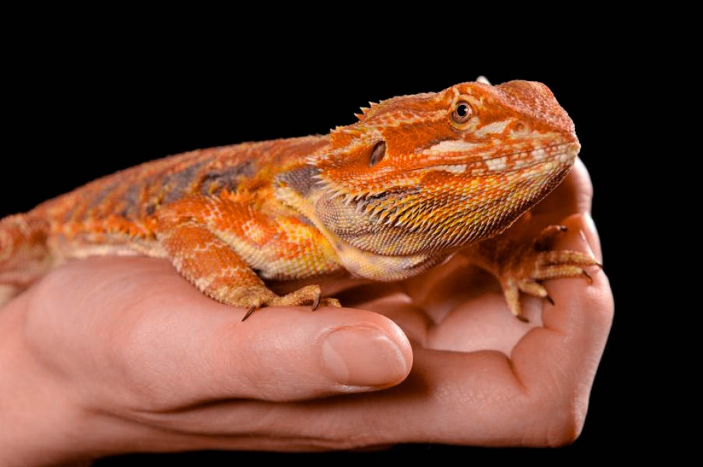 Bartagamenweibchen - Reptilien - Kleinostheim