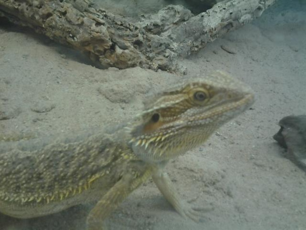 Citrus farbbartagame bartagame bock - Reptilien - Volkach
