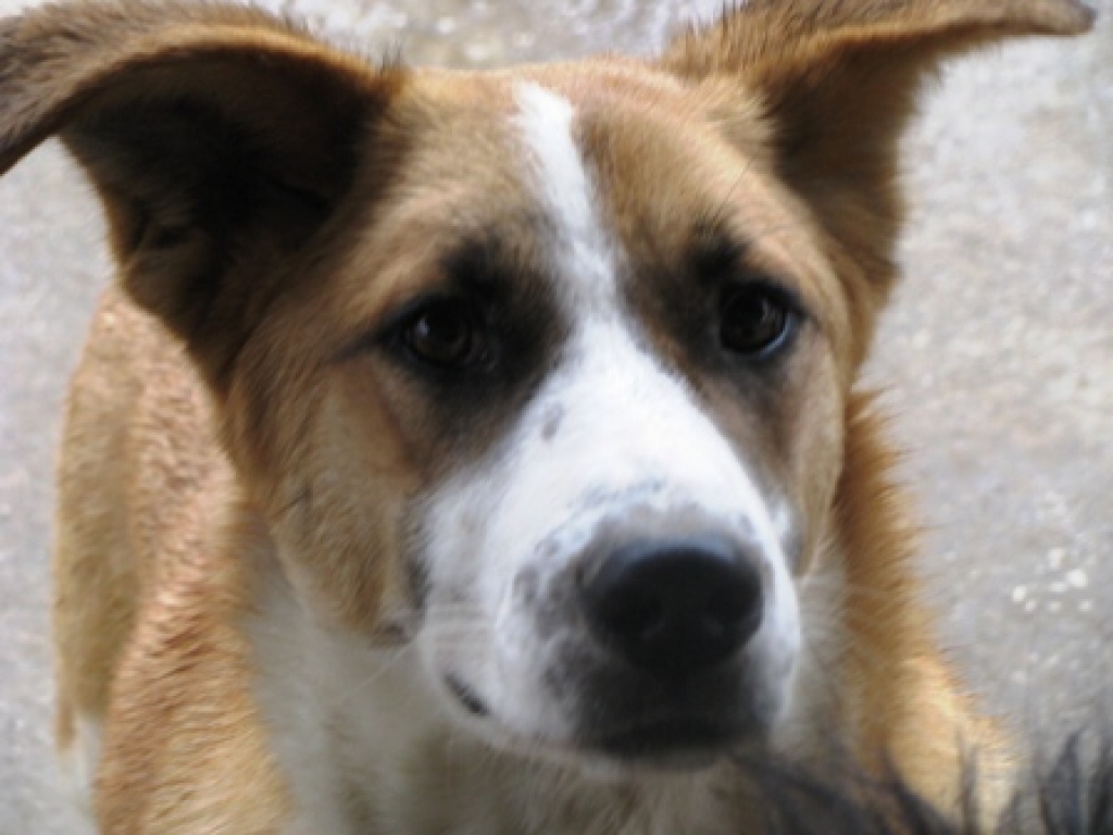 Thomas, geb.Mai2010, noch in Griechenland - Hunde - Jüchen