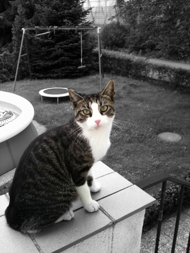 Kater vermisst - Katzen - Rellingen