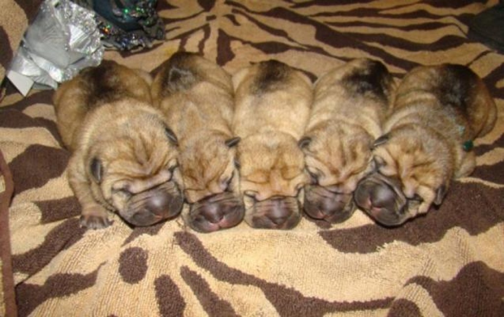 Shar Pei wundersuesse Welpen zu verkaufen - Hunde - Belegrad