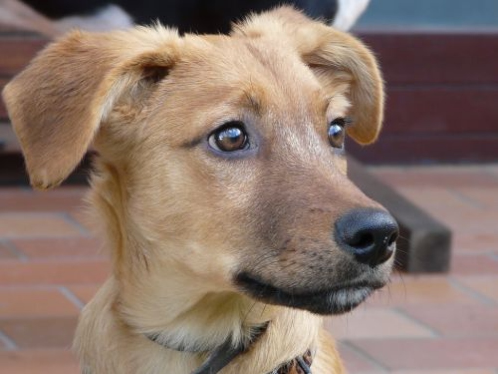 Buddy - Welpe geboren 06/2011 - ein ganz besonderer Welpe! - Hunde - Stein
