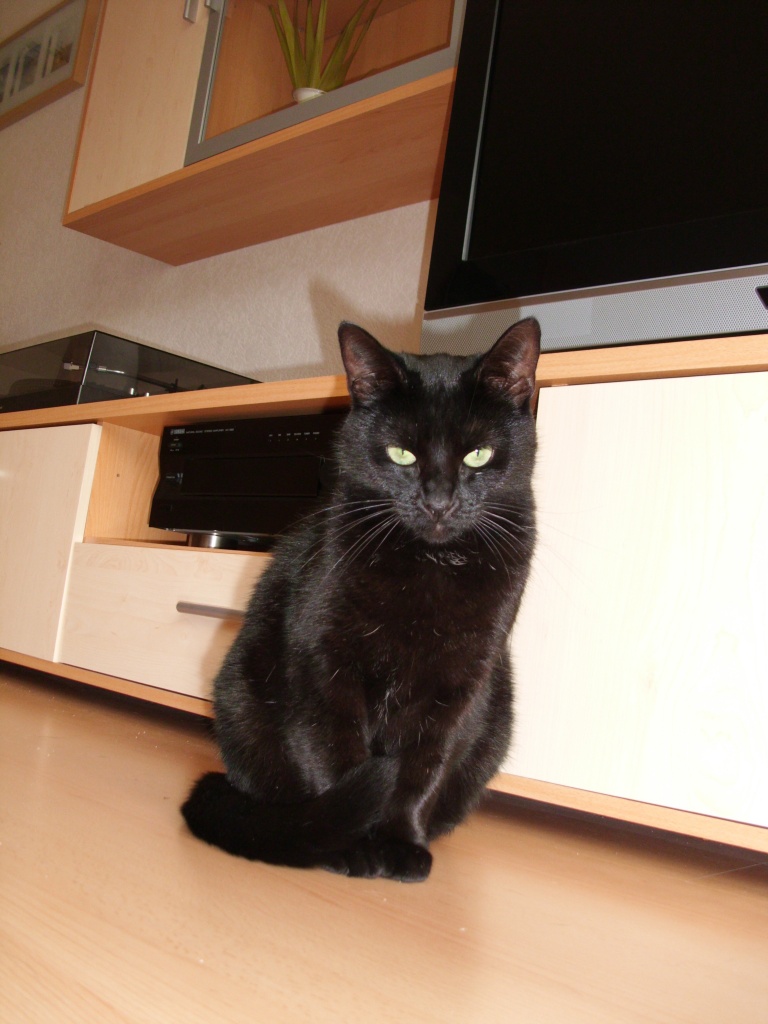 Sehr lieb und süße Katze - Katzen - Bochum