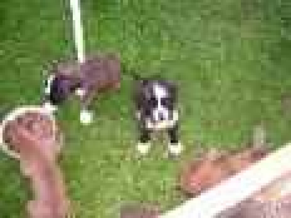 Supersüße Boxerwelpen abzugeben - Hunde - Glashütte Johnsbach