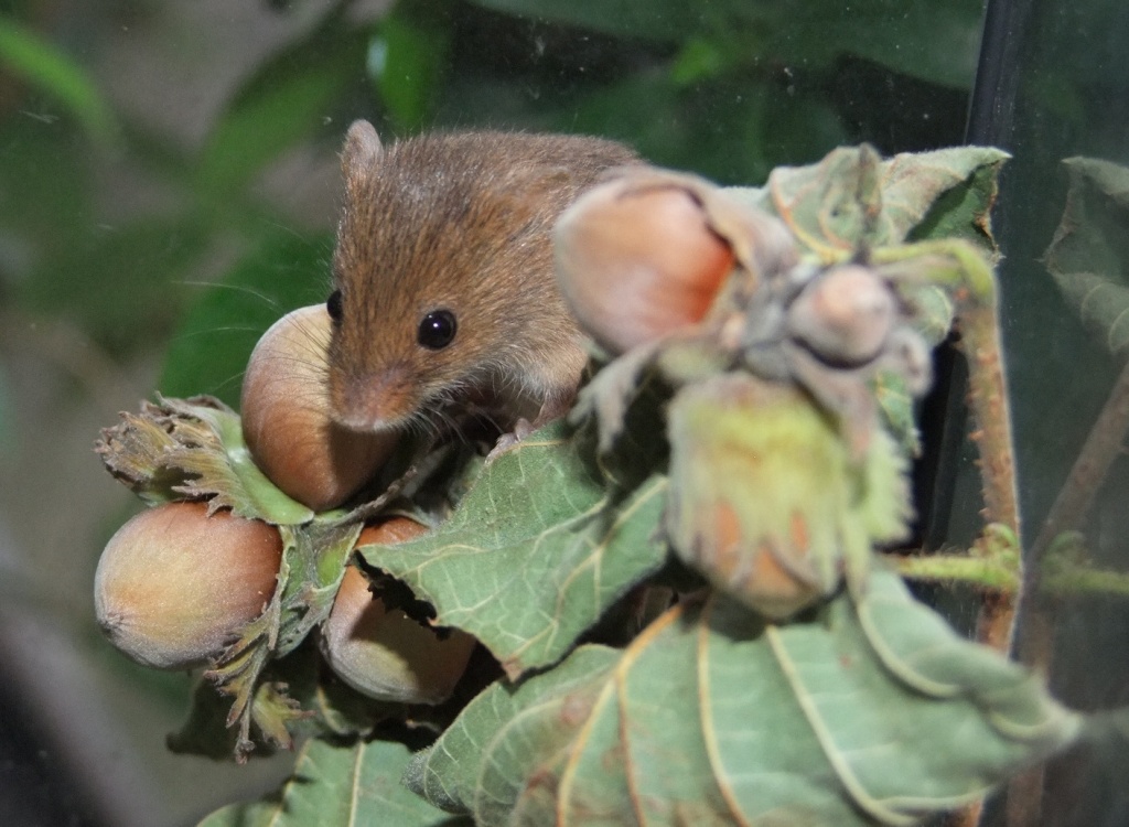 Eurasische Zwergmaus - Micromys minutus - Nagetiere - Weil im Schönbuch