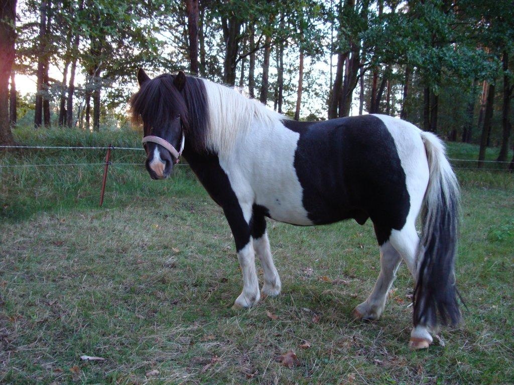 Shetland Pony - Pferde - Cottbus