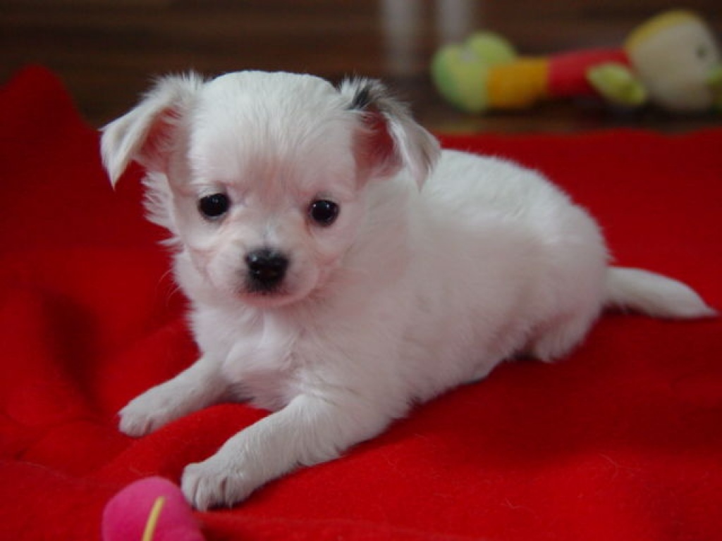 Wunderschöne Chihuahuawelpen mit Stammbaum - Hunde - jetzelsdorf