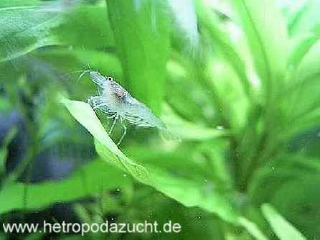 Schwegbarnelen 20 Stück - Fische - Neustadt am Rübenberge