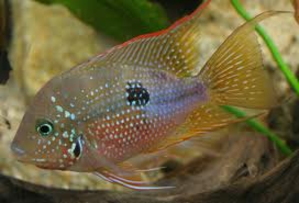 Thorichtys ellioti aus Hobbyzucht - Fische - Brand