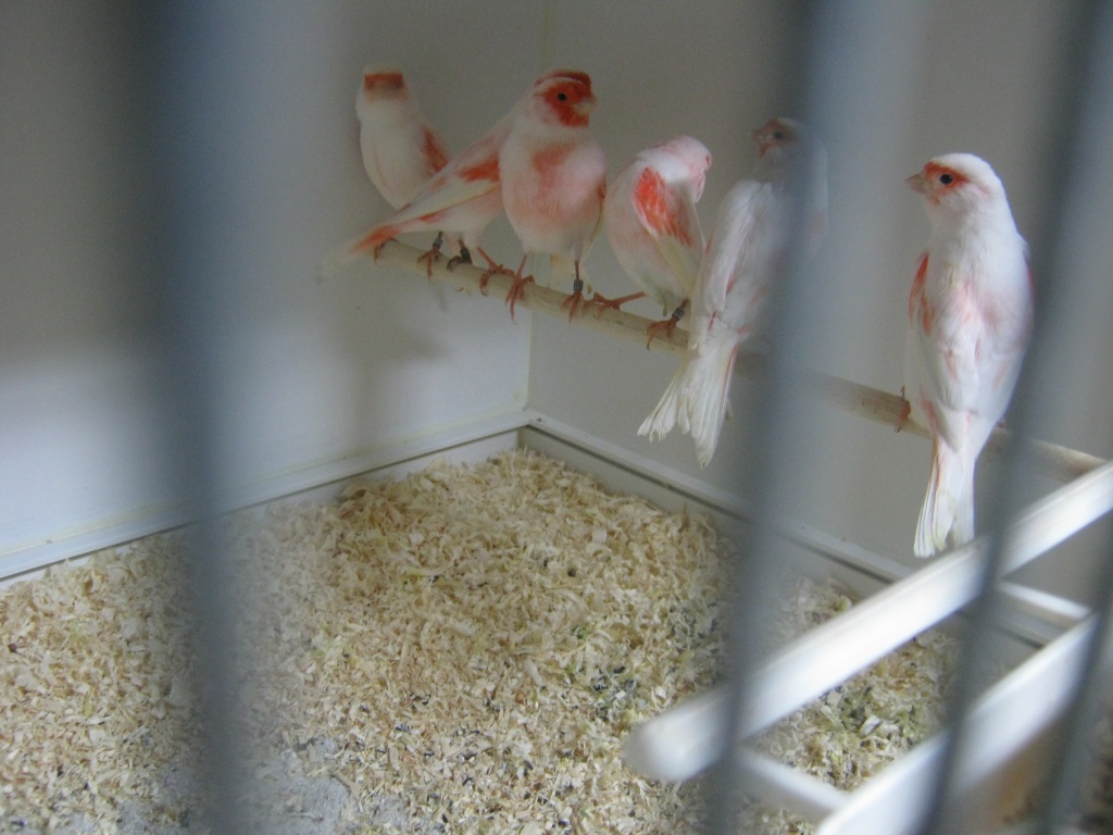 Rot Mosaik Kanarien Typ 2 , rotgrundige Mosaiken - Voegel - Steinfurt