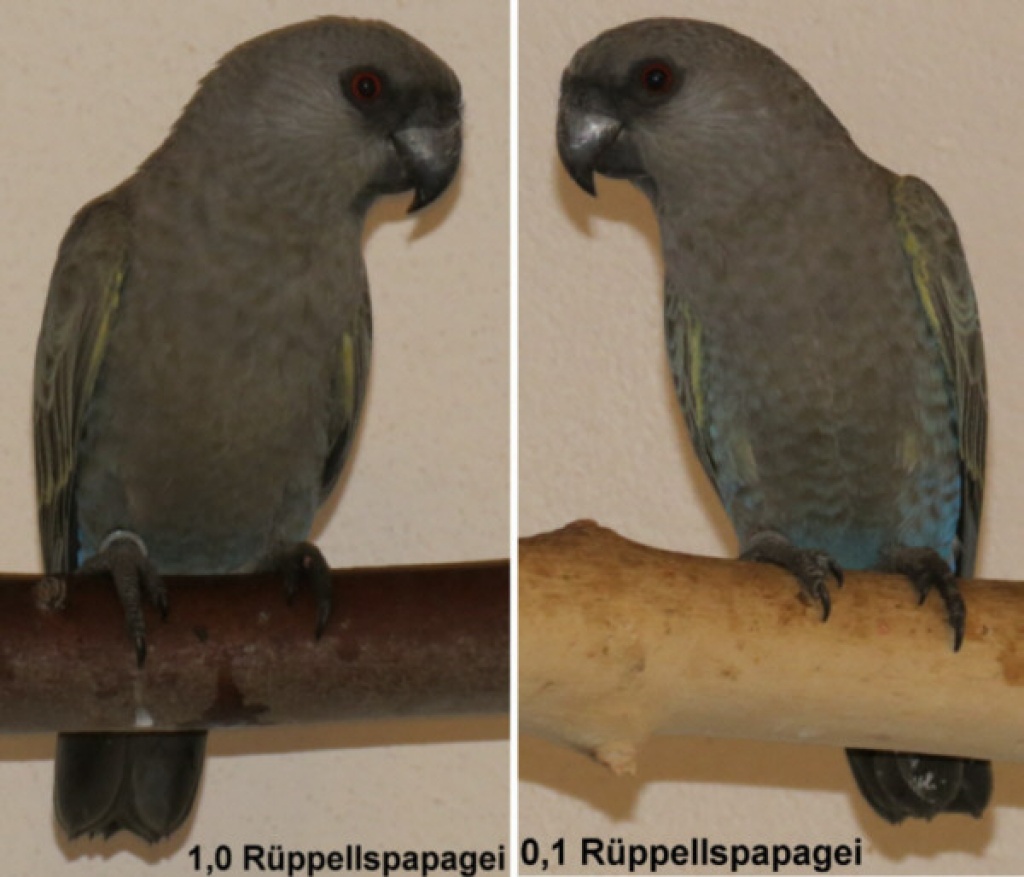 1,1 Rüppellspapageien (Paar) - Voegel - Klein Gartz