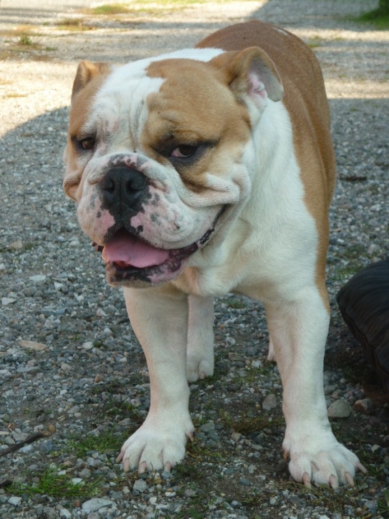 Englische Bulldogge Spike - Deckrüde - Hunde - Regensburg