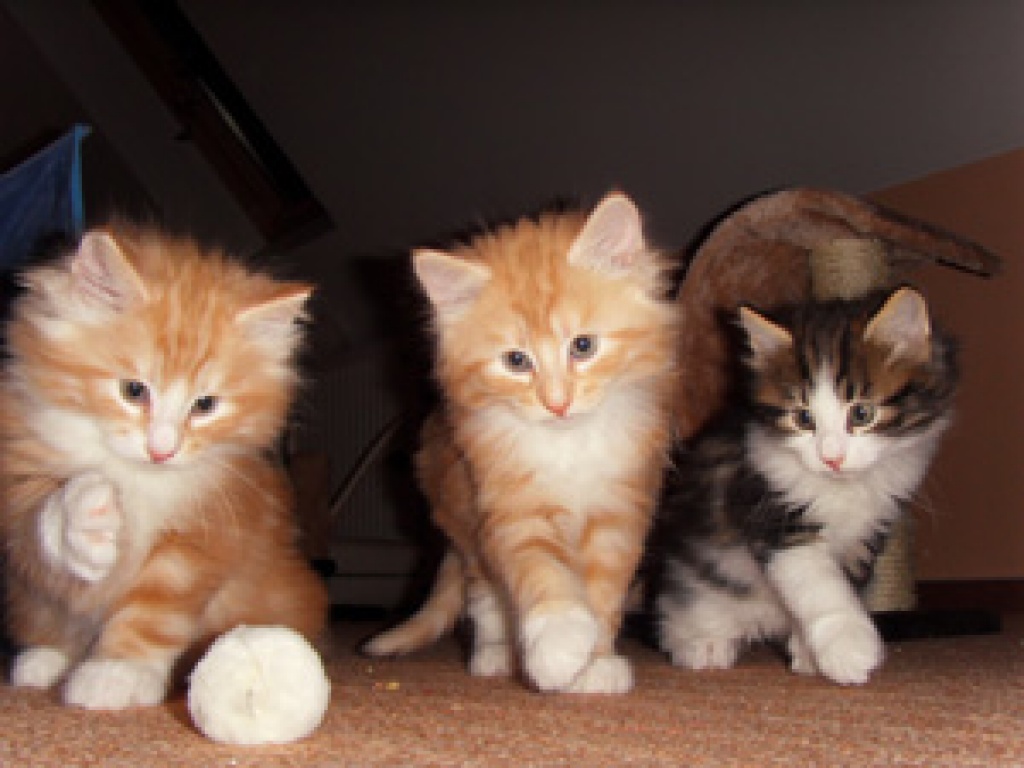 Norwegische Waldkatzen Kitten suchen ein neues Zuhause - Katzen - Wiesmoor