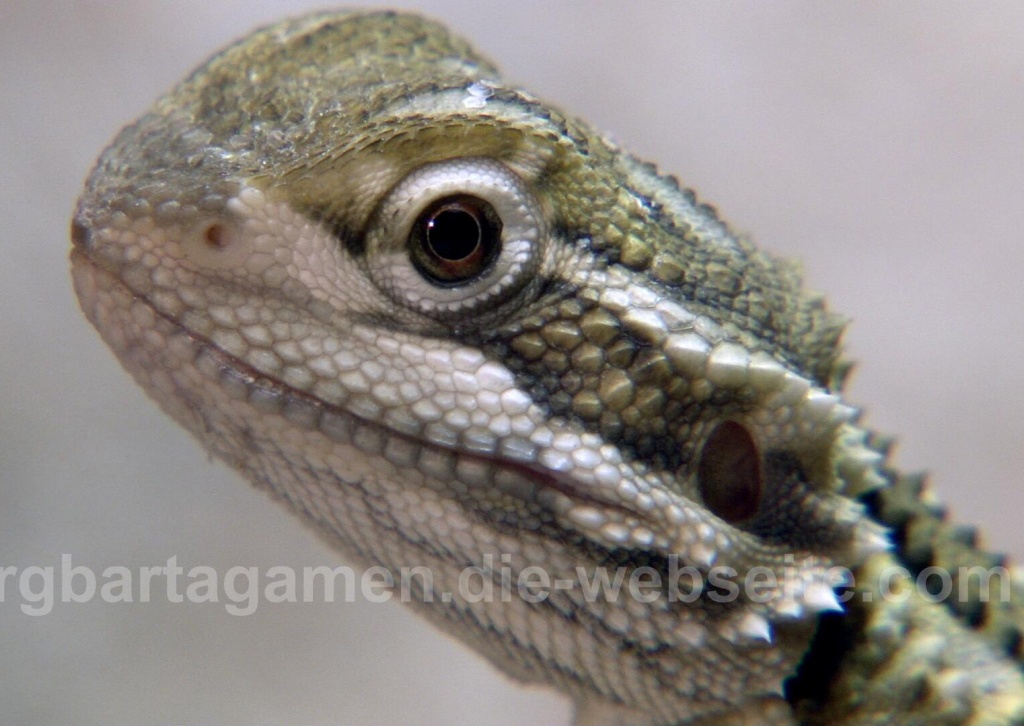 Zwergbartagamen, kerngesunde Jungtiere - Reptilien - Haar bei München