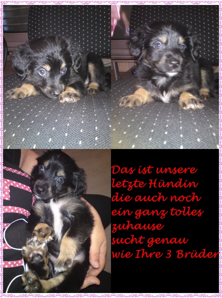 Aussi Mischlingswelpen suchen liebevolles zuhause - Hunde - Voerde Niederrhein