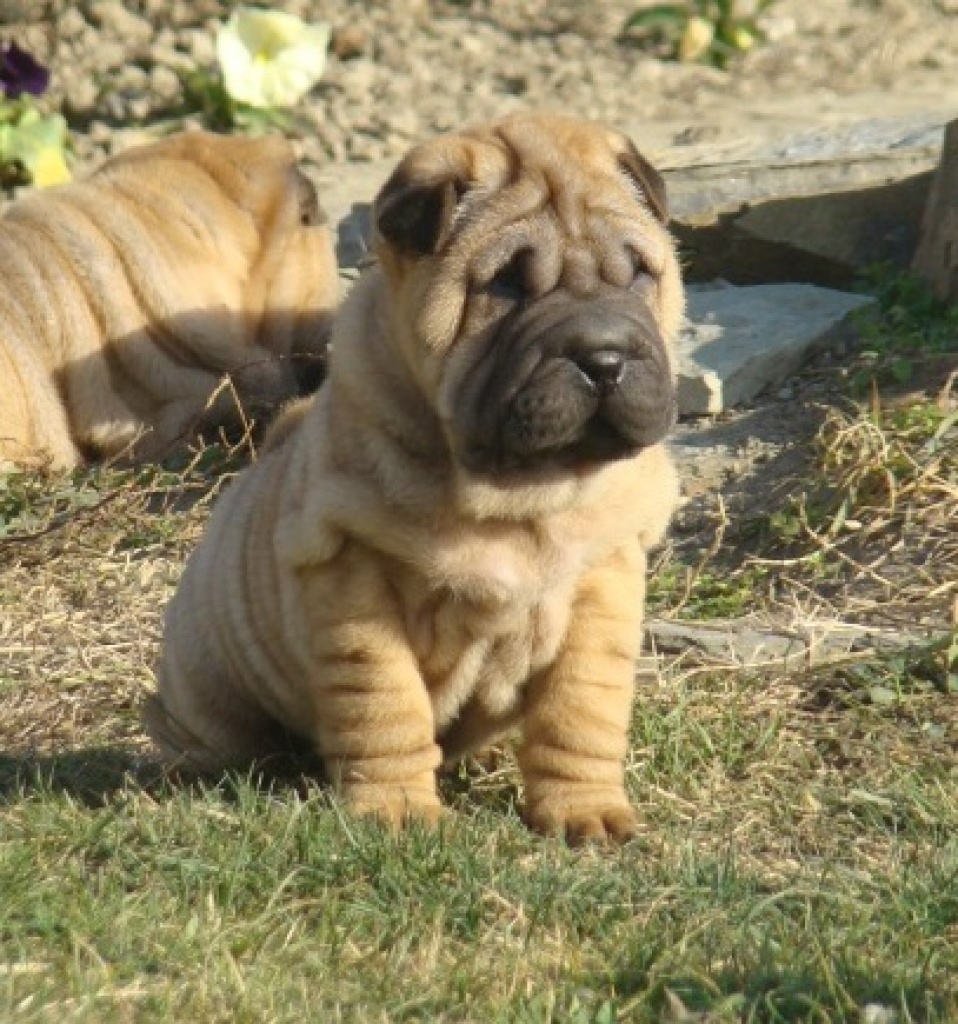Erstklassige, süße Shar-Pei Welpen - Hunde - Futog