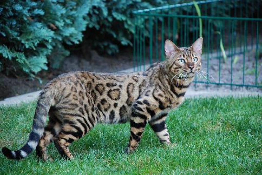 Wunderschöne Bengal Kitten - Katzen - Lübbecke