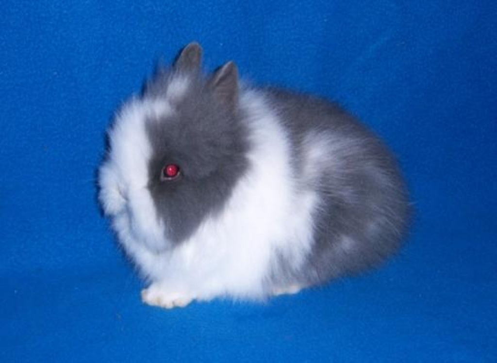 Kleines Löwenköpfchen sucht noch ein liebevolles Zuhause. - Nagetiere - Biblis