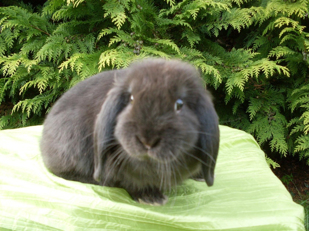 Reine NHDS zu verkaufen - Nagetiere - Marsberg