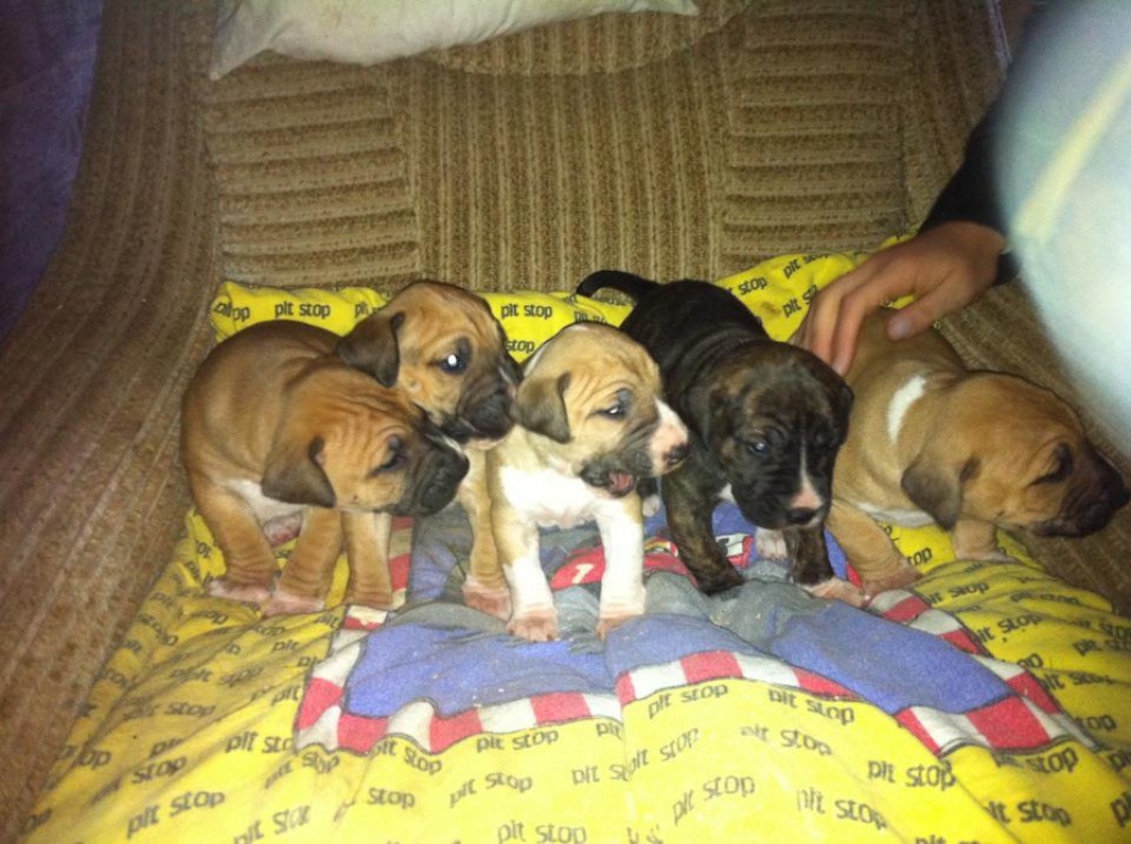 Mollosser Mix Welpen - Hunde - Blankenburg