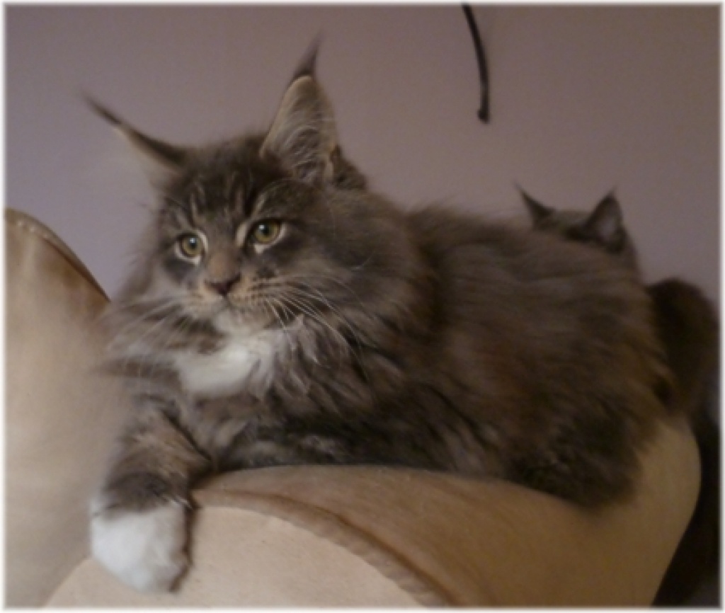 Maine Coon Baby im tollen Wildlook - Katzen - Gladbeck