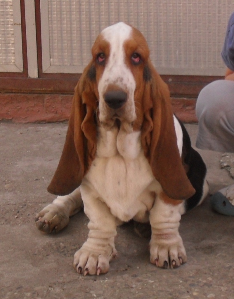 Basset hound welpe - Hunde - wien