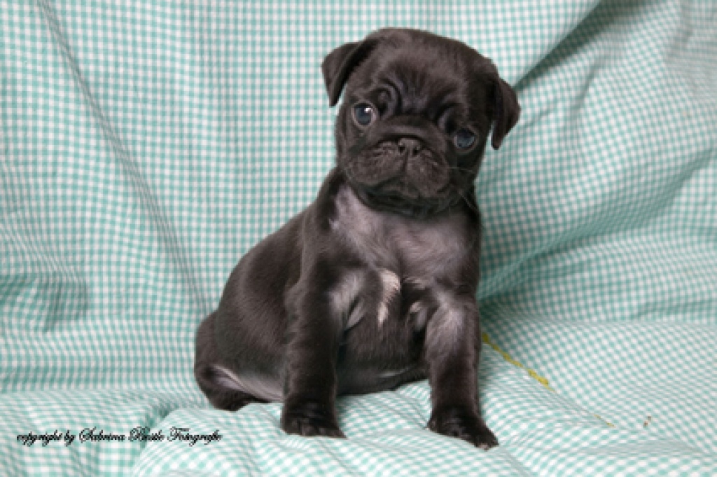 Süße reinrassige Mopswelpen - Hunde - Fensterbach