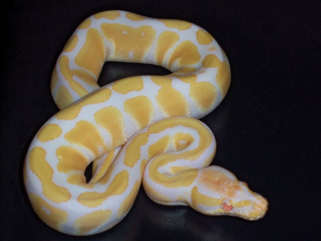 Verkaufe meine  1.3 Königspython Albino DNZ 2021 - Reptilien - Linden