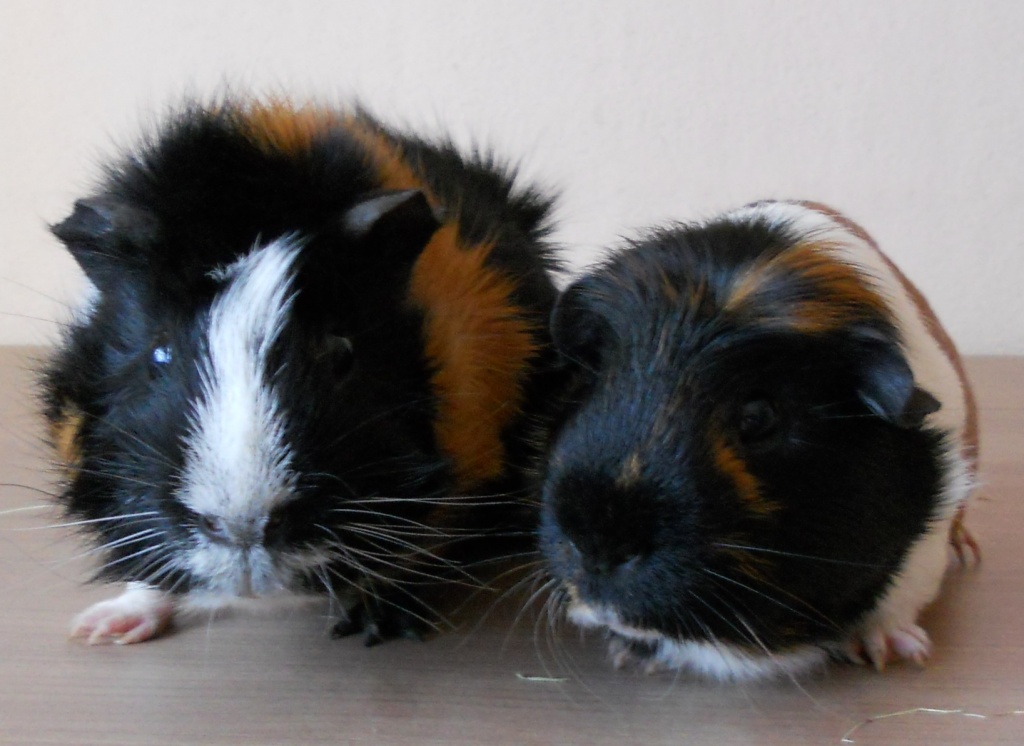 Böckchen gruppe - Nagetiere - Weiterstadt