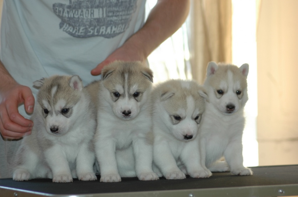 Puppies of Siberian Husky from Champions. - Hunde - WARSZAWA