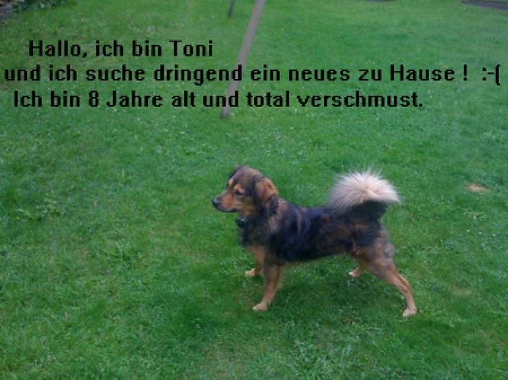 Mischlingsrüde Toni sucht ein Zuhause .. - Hunde - Sehestedt