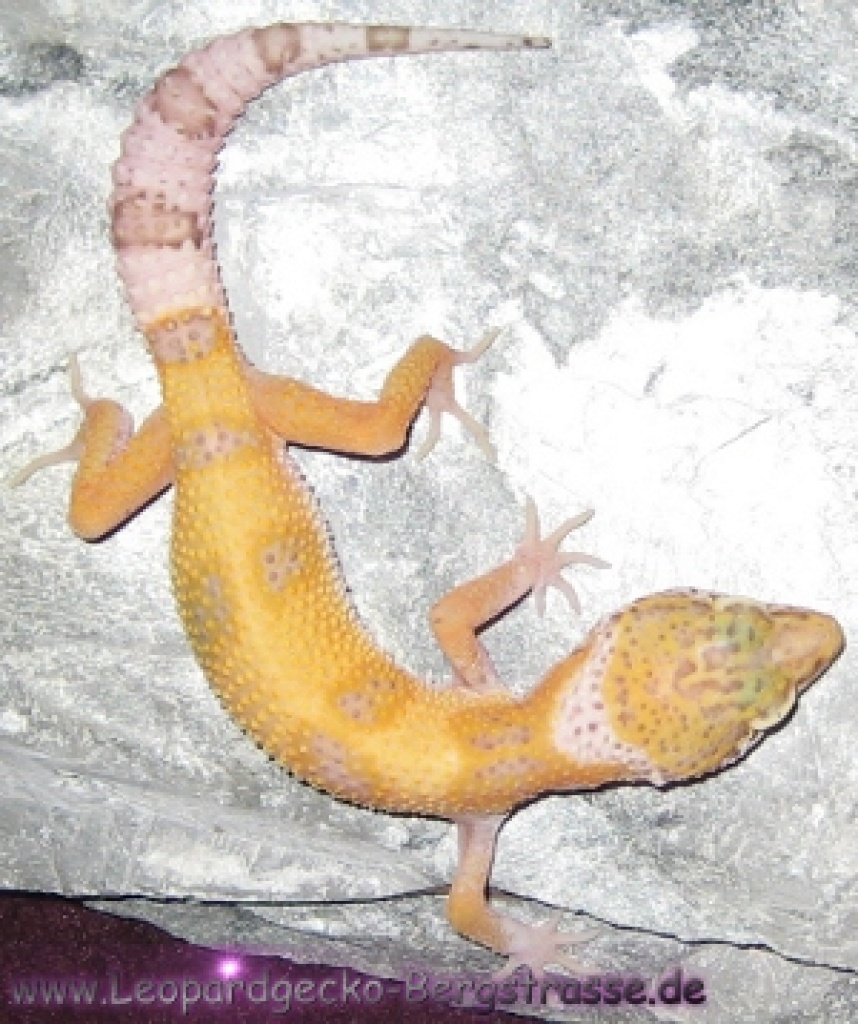 Leopardgeckos aus eigener Hobbyzucht abzugeben, PLZ 64625, versch. Farbformen - Reptilien - Bensheim