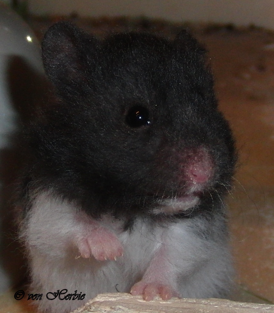 Teddyhamster - Männchen aus liebevoller Hobby - Nagetiere - Dassel