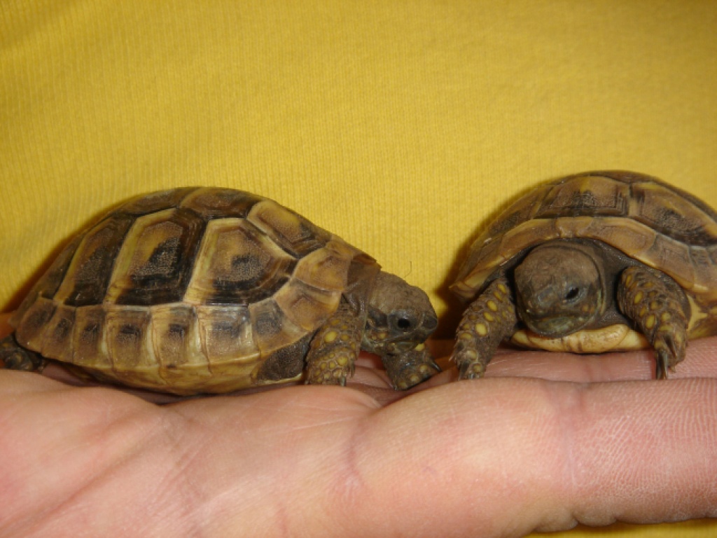 Griechische Landschildkröten NZ 2021 - Reptilien - Großhabersdorf